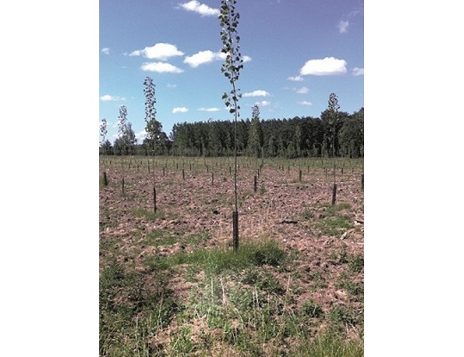 Gaine StopLapin GP 085 - 50 pces